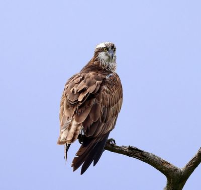 Visarend - Osprey