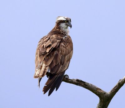 Visarend - Osprey