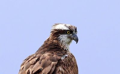 Visarend - Osprey