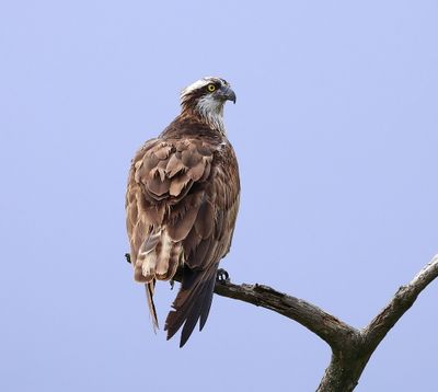 Visarend - Osprey