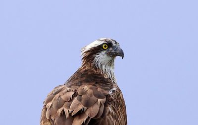 Visarend - Osprey