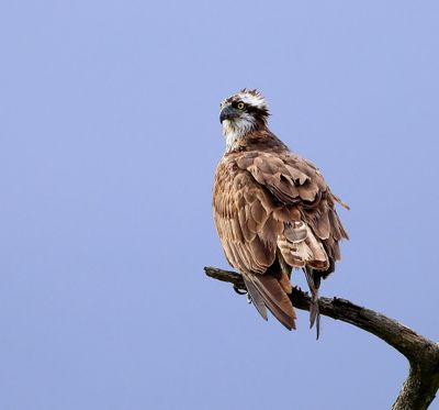 Visarend - Osprey