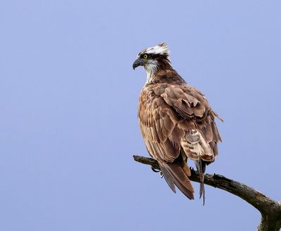 Visarend - Osprey