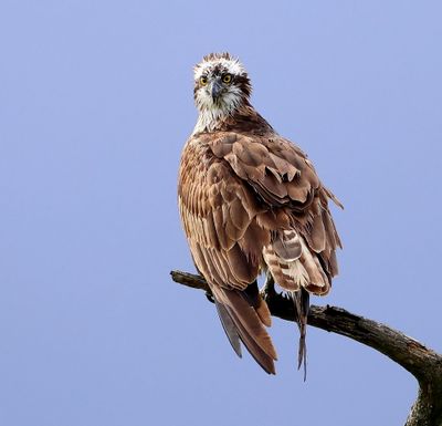 Visarend - Osprey