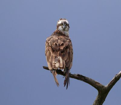 Visarend - Osprey