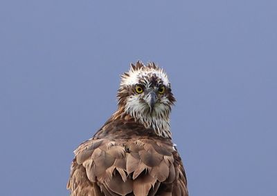 Visarend - Osprey