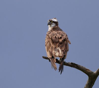 Visarend - Osprey