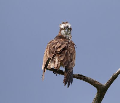 Visarend - Osprey
