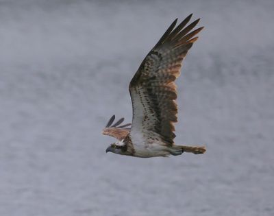 Visarend - Osprey
