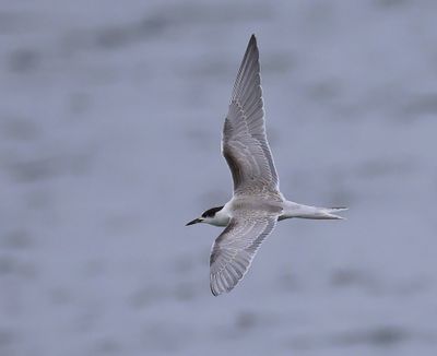 Visdief - Common Tern