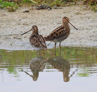 Watersnip - Common Snipe