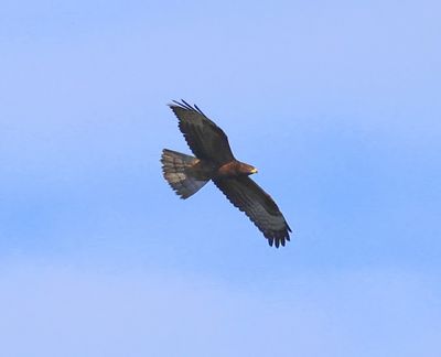 Wespendief - European Honey Buzzard