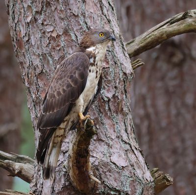 Wespendief - European Honey Buzzard