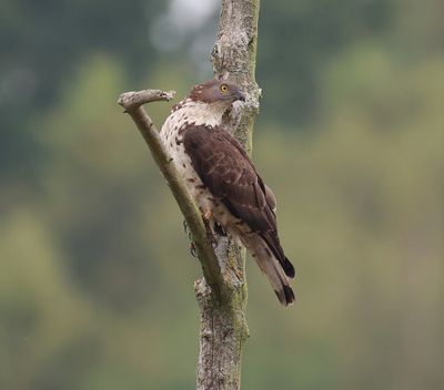 Wespendief - European Honey Buzzard