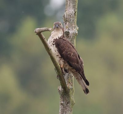 Wespendief - European Honey Buzzard