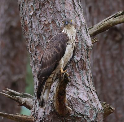 Wespendief - European Honey Buzzard