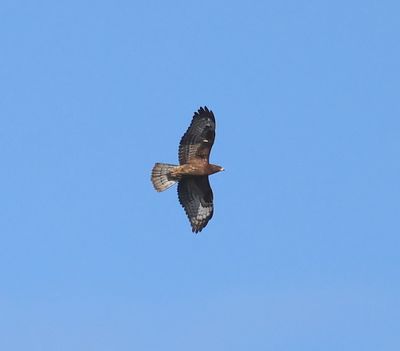 Wespendief - European Honey Buzzard