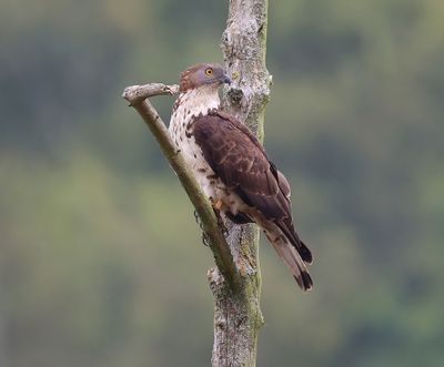 Wespendief - European Honey Buzzard
