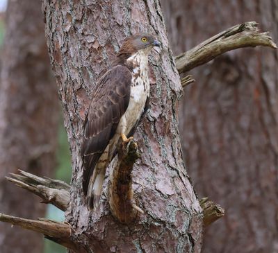 Wespendief - European Honey Buzzard