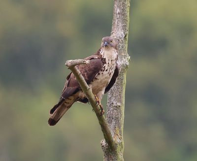 Wespendief - European Honey Buzzard