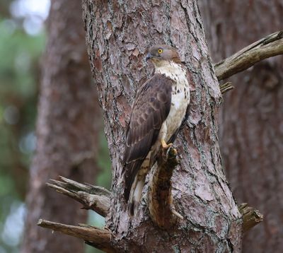 Wespendief - European Honey Buzzard