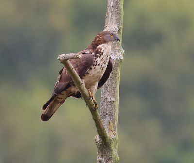 Wespendief - European Honey Buzzard