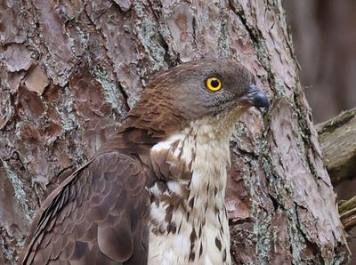 Wespendief - European Honey Buzzard