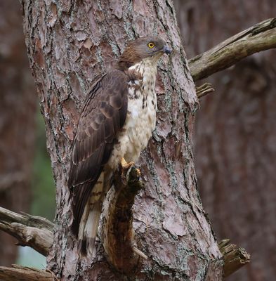 Wespendief - European Honey Buzzard