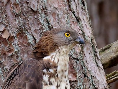 Wespendief - European Honey Buzzard