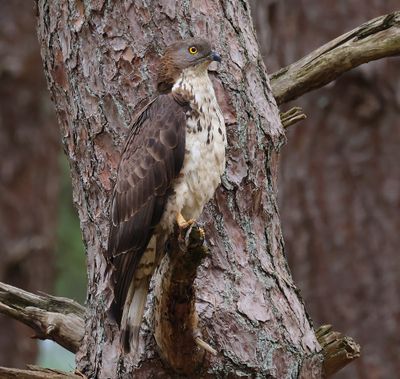 Wespendief - European Honey Buzzard