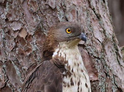 Wespendief - Eurpean Honey Buzzard