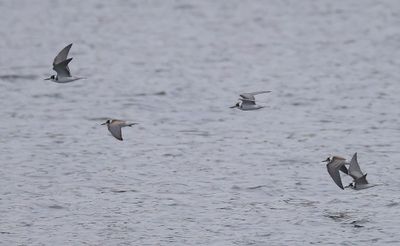 Zwarte Stern - Black Tern