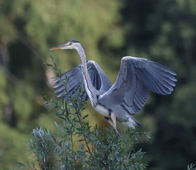Blauwe Reiger - Grey Heron