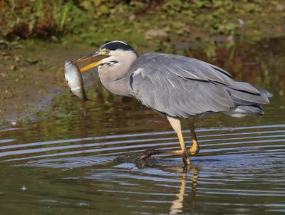 Blauwe Reiger - Grey Heron
