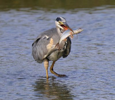 Blauwe Reiger - Grey Heron
