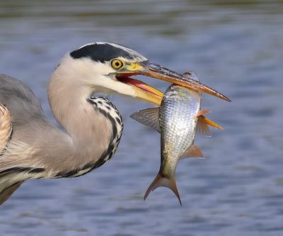 Blauwe Reiger - Grey Heron
