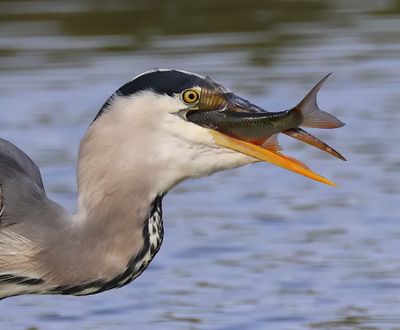 Blauwe Reiger - Grey Heron