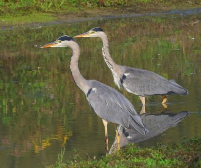 Blauwe Reigers - Grey Herons