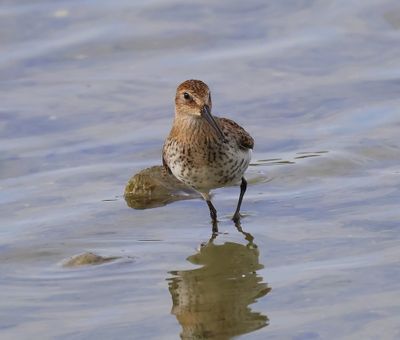 Bonte Strandloper - Dunlin