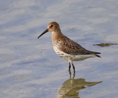 Bonte Strandloper - Dunlin