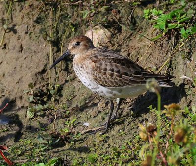 Bonte Strandloper - Dunlin
