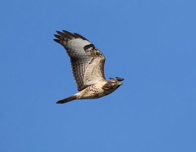 Buizerd - Common Buzzard