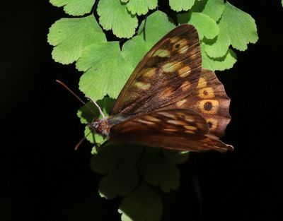 Canarisch Bont Zandoogje - Canary Speckled Wood