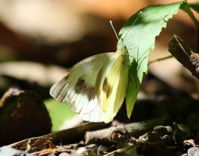 Canarisch Koolwitje - Canary Islands Large White