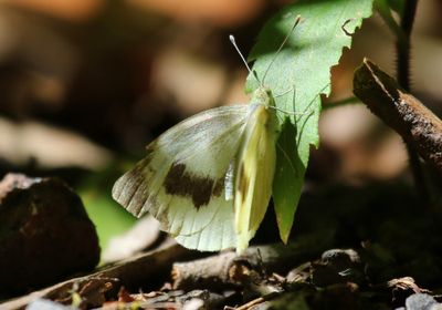 Canarisch Koolwitje - Canary Islands Large White