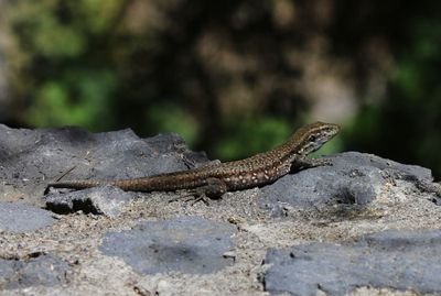 Canarische Hagedis - Atlantic Lizard