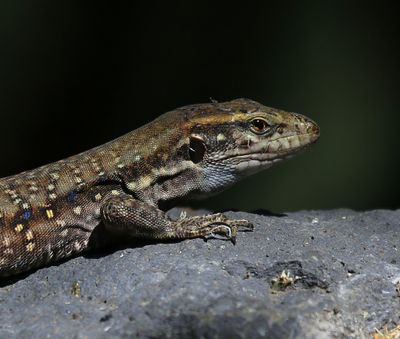 Canarische Hagedis - Atlantic Lizard