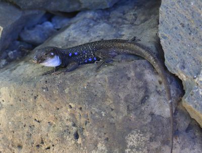 Canarische Hagedis - Atlantic Lizard