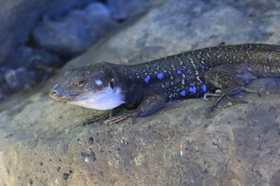 Canarische Hagedis - Atlantic Lizard