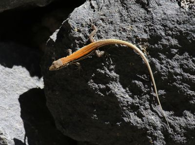 Canarische Hagedis - Atlantic Lizard
